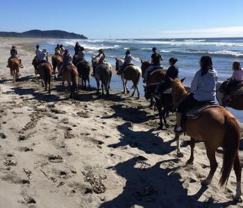 Horses-on-beach-amazing-2